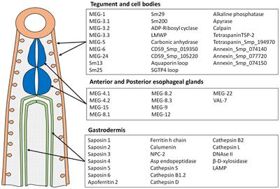 Epitope Mapping of Exposed Tegument and Alimentary Tract Proteins Identifies Putative Antigenic Targets of the Attenuated Schistosome Vaccine